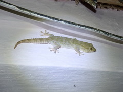 Tarentola senegambiae