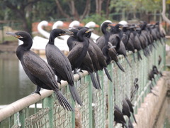 Nannopterum brasilianum