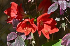 Hippeastrum striatum