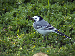 Motacilla alba