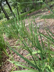 Phalaris caroliniana