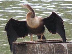 Anhinga anhinga