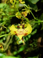 Oncidium orthotis