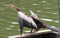 Anhinga anhinga