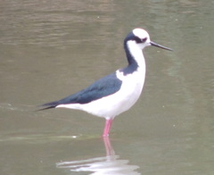 Himantopus mexicanus melanurus
