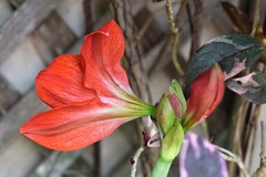 Hippeastrum striatum