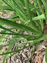 Phalaris caroliniana