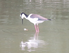 Himantopus mexicanus melanurus