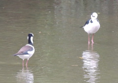 Himantopus mexicanus melanurus