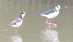 Himantopus mexicanus melanurus