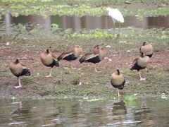 Dendrocygna autumnalis