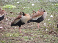 Dendrocygna autumnalis