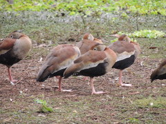 Dendrocygna autumnalis
