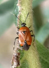 Deraeocoris punctum