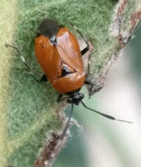 Deraeocoris punctum
