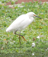 Egretta thula