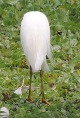 Egretta thula