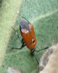 Deraeocoris punctum