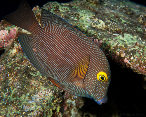 Goldring Surgeonfish