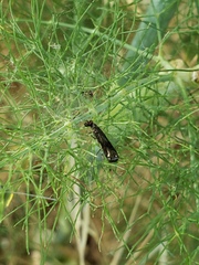 Mystacides sepulchralis