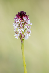 Neotinea ustulata ustulata