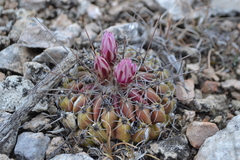 Thelocactus conothelos conothelos
