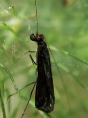 Mystacides sepulchralis