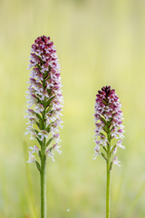 Neotinea ustulata ustulata