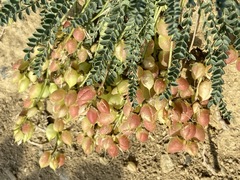 Astragalus suprapilosus