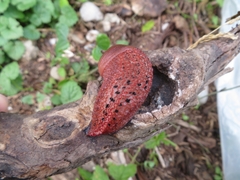 Limax dacampi