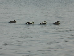 Somateria mollissima