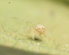 Arachnida