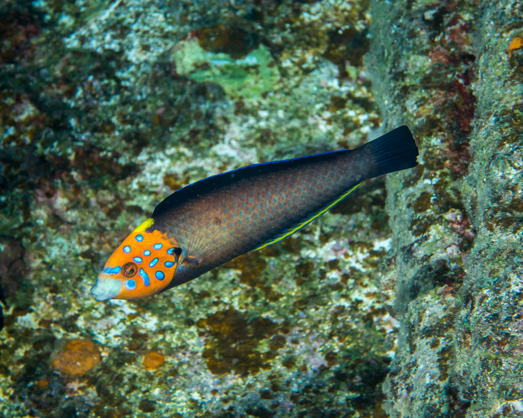 Psychedelic wrasse (Anampses chrysocephalus) — Labridae