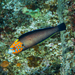 Psychedelic Wrasse - Photo (c) David R, some rights reserved (CC BY-NC), uploaded by David R