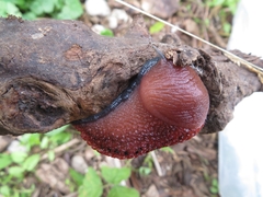 Limax dacampi