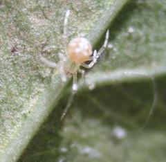 Arachnida