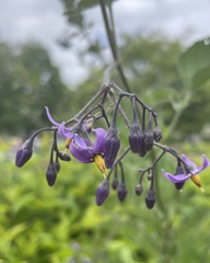 Solanum dulcamara