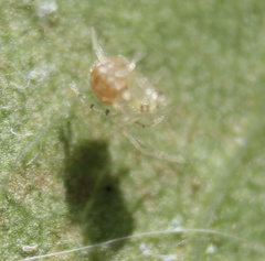 Arachnida