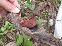 Limax dacampi