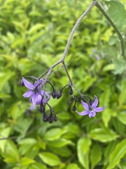 Solanum dulcamara