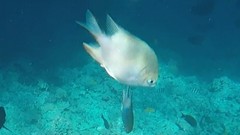 Amblyglyphidodon indicus