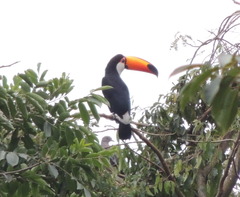 Ramphastos toco