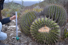 Echinocactus platyacanthus