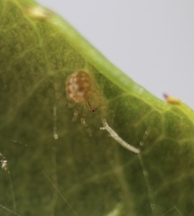 Arachnida
