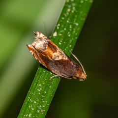 Ancylis muricana