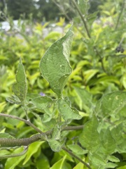 Solanum dulcamara