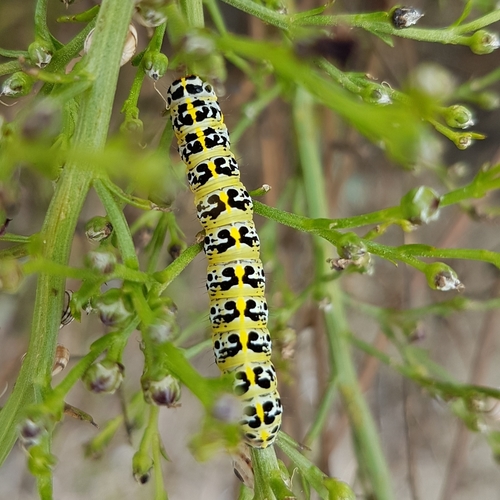 Cucullia caninae