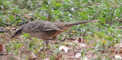 Mimus saturninus