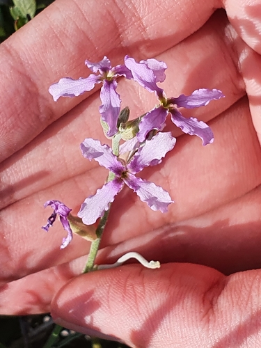 Matthiola fruticulosa image