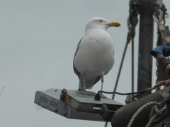 Larus argentatus